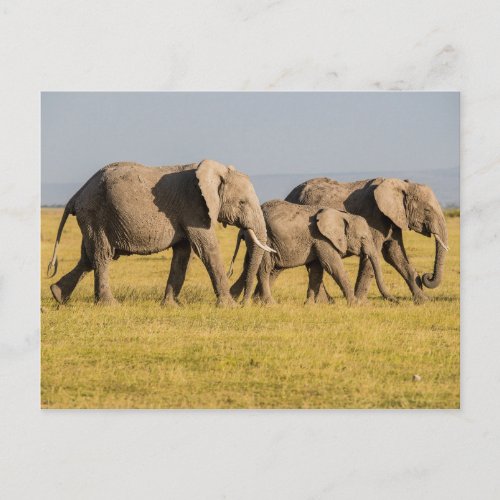Elephant Family Walking Postcard