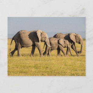 Elephant Family Walking Postcard