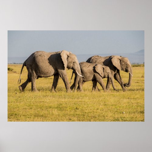 Elephant Family Walking Poster