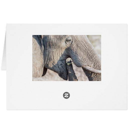 Elephant feeding (Back Horizontal)