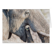 Elephant feeding cards (Front Horizontal)