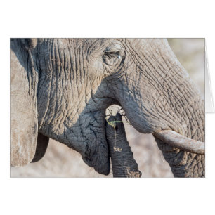 Elephant feeding cards