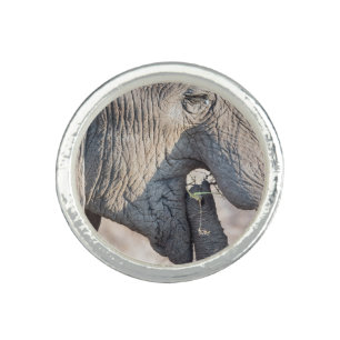 Elephant feeding ring