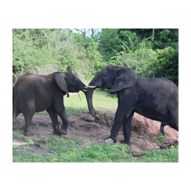 Elephant Fight Acrylic Print (Front)