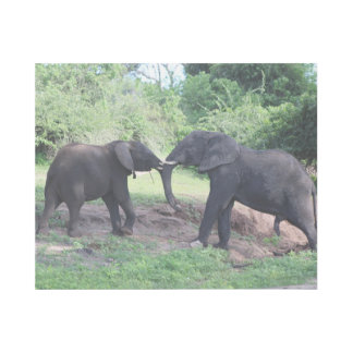Elephant Fight Gallery Wrap