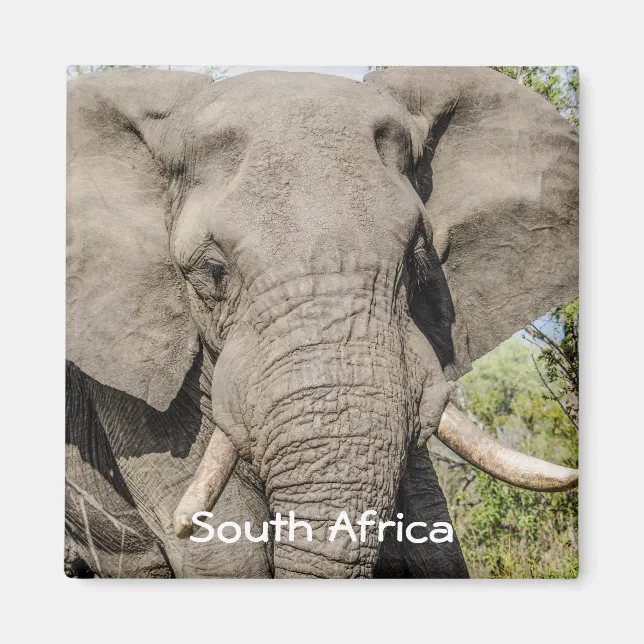 Elephant Fridge South Africa Zazzle