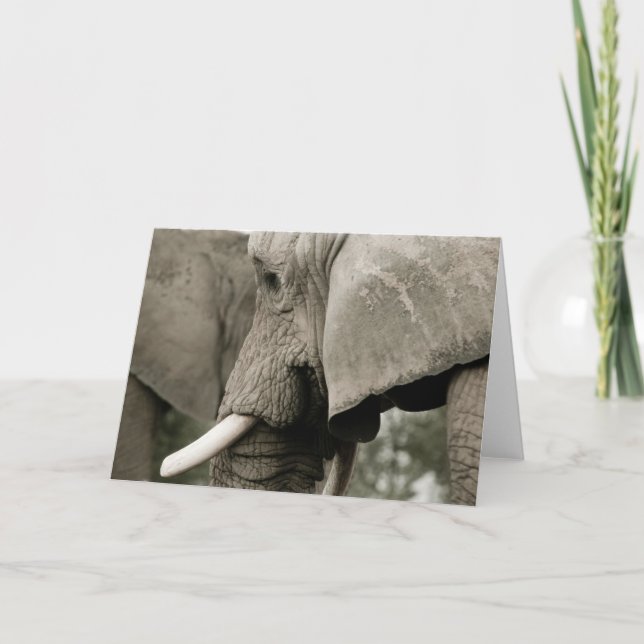 Elephant  Greeting Card (Front)