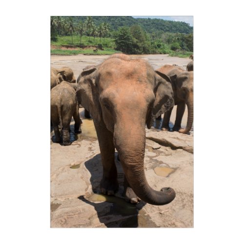 Elephant group portrait Sri lanka Acrylic Print