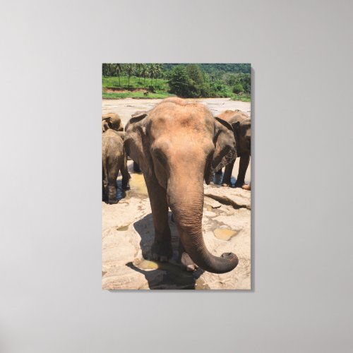 Elephant group portrait Sri lanka Canvas Print