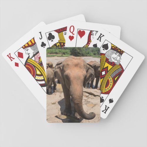 Elephant group portrait Sri lanka Playing Cards