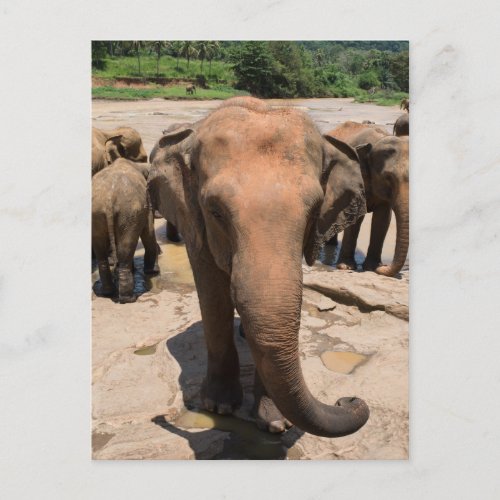 Elephant group portrait Sri lanka Postcard