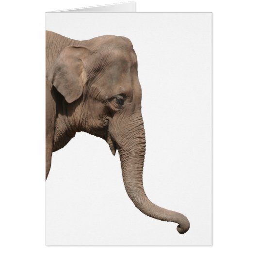 Elephant head cards (Front)