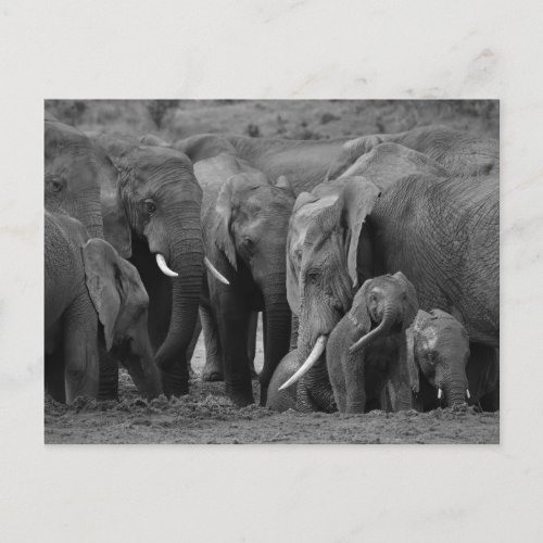 Elephant Herd At The Watering Hole _ Wildlife Postcard