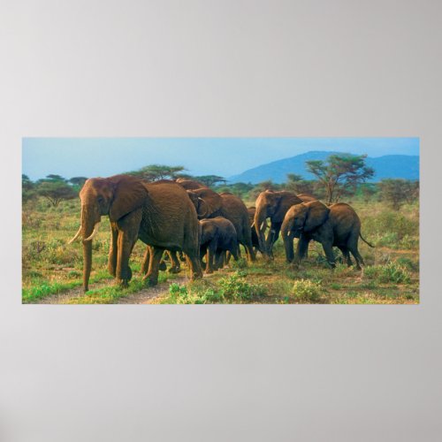 Elephant Herd Walking Poster