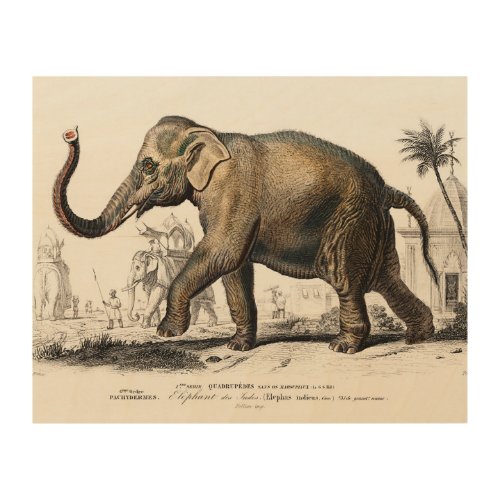 Elephant Illustration Vintage Art Print