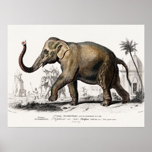 Elephant Illustration Vintage Art Print