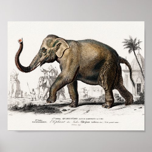 Elephant Illustration Vintage Art Print