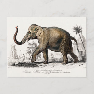 Elephant Illustration Vintage Art Print Postcard