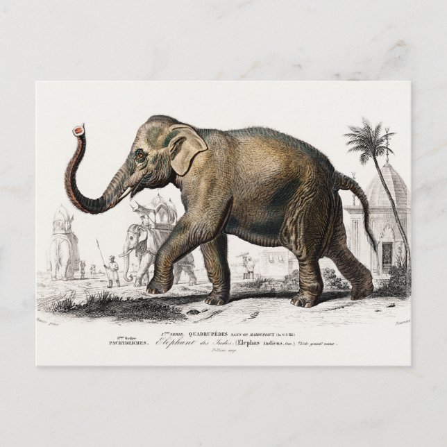 Elephant Illustration Vintage Art Print Postcard (Front)