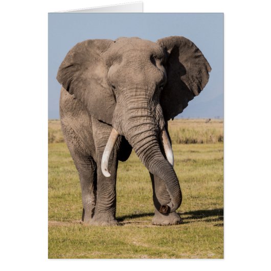 Elephant in an Aggressive Pose Cards (Front)