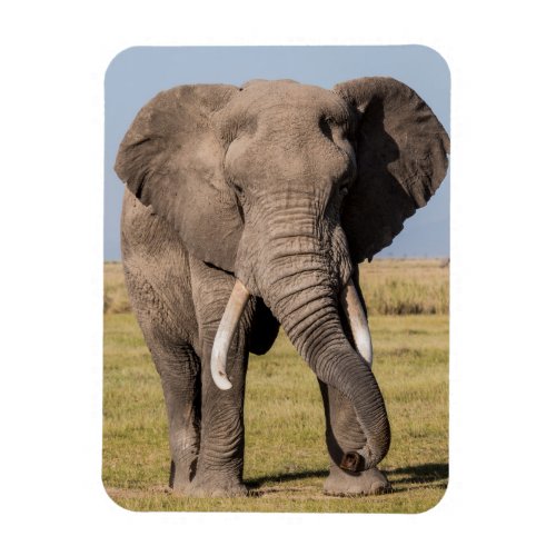 Elephant in an Aggressive Pose Magnet