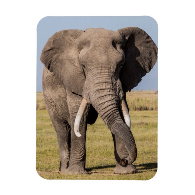 Elephant in an Aggressive Pose Magnet (Vertical)