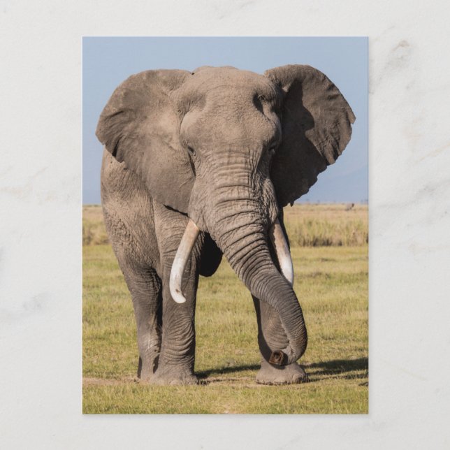 Elephant in an Aggressive Pose Postcard (Front)