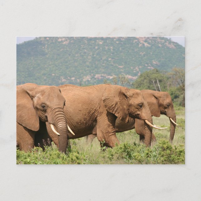 Elephant in der Savanne, Samburu, Kenia, Afrika Postcard (Front)