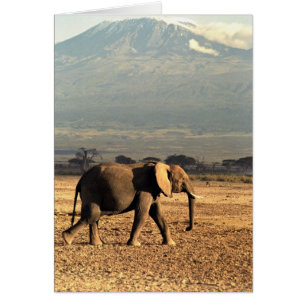 Elephant in front of Kilimanjaro Cards