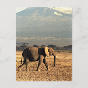 Elephant in front of Kilimanjaro Postcard