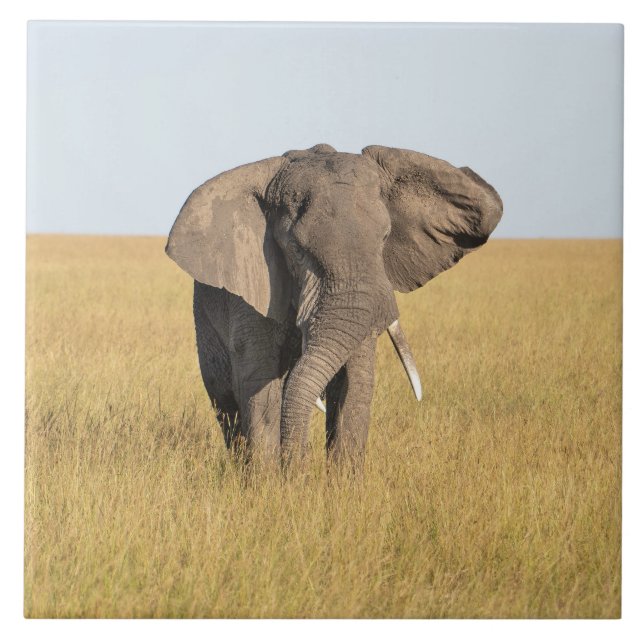 Elephant In Natural African Setting Ceramic Tile (Front)