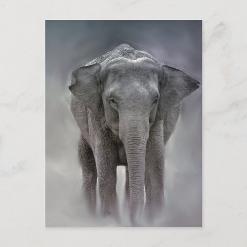 elephant in the jungle postcard