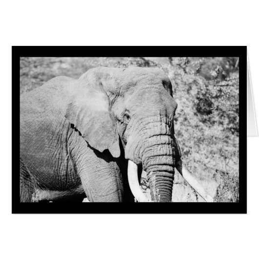 Elephant in the Serengeti (Front Horizontal)