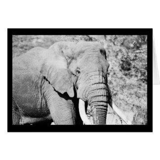 Elephant in the Serengeti Cards