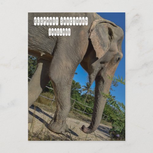 Elephant Jungle Sanctuary Postcard