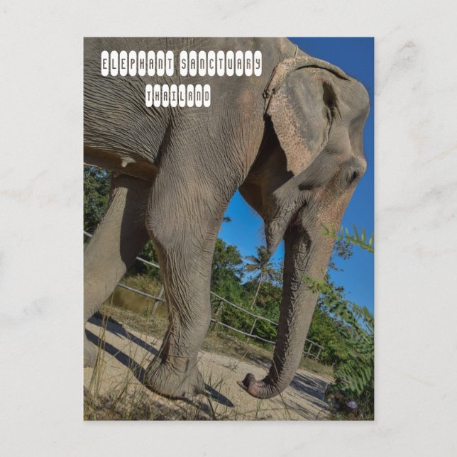 Elephant Jungle Sanctuary Postcard (Front)