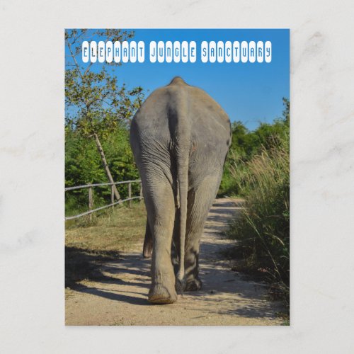 Elephant Jungle Sanctuary Postcard