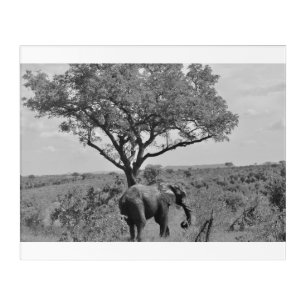 Elephant, Kruger National Park, South Africa Acrylic Print