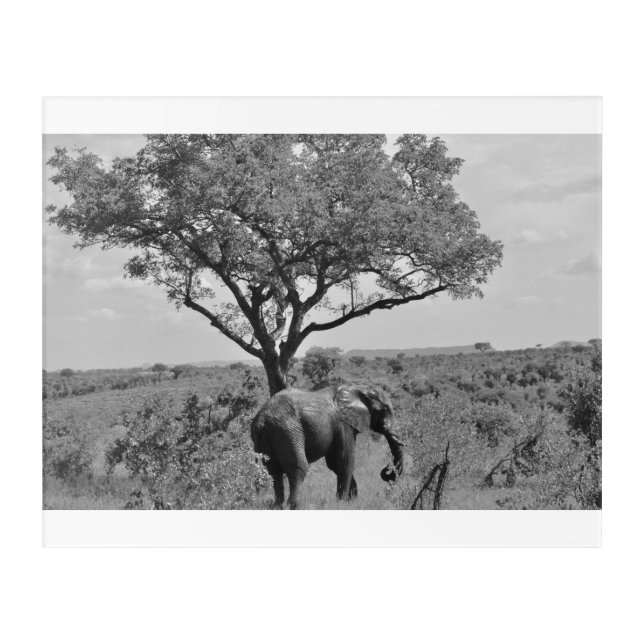 Elephant, Kruger National Park, South Africa Acrylic Print (Front)