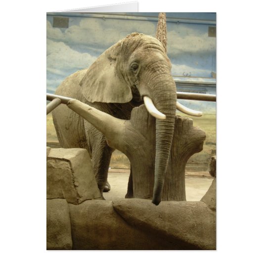 Elephant Love Cards (Front)