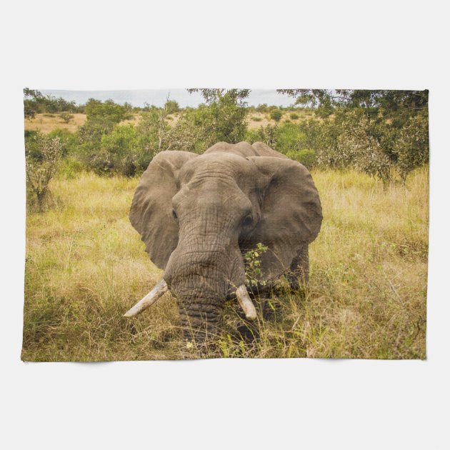 elephant dish towels