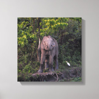 Elephant Lover Gift  Stretched Canvas Art