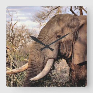 Elephant Lovers Art Square Wall Clock