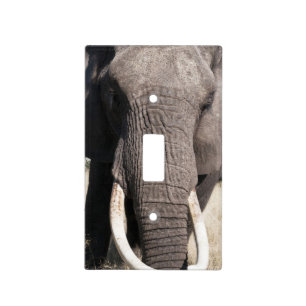 Elephant (Loxodonta africana), Abu Camp 3 Light Switch Cover