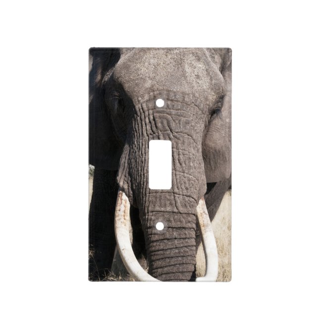 Elephant (Loxodonta africana), Abu Camp 3 Light Switch Cover (Front)
