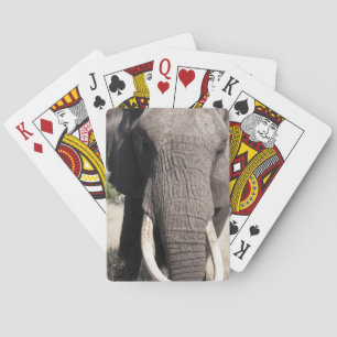 Elephant (Loxodonta africana), Abu Camp 3 Poker Cards
