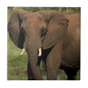 Elephant (Loxodonta Africana), Hwange National Ceramic Tile