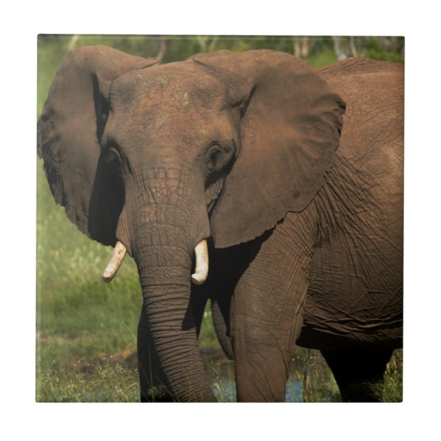 Elephant (Loxodonta Africana), Hwange National Ceramic Tile (Front)