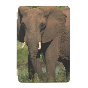 Elephant (Loxodonta Africana), Hwange National iPad Mini Cover