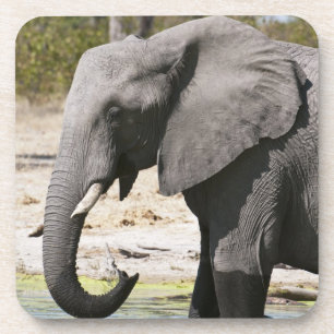 Elephant (Loxodonta africana), Savute Channel Drink Coaster